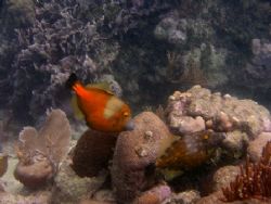 A pair of White Spotted File fish with one in orange phas... by Kaye Bosko 